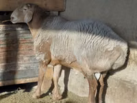 Widder, Arashan sheep — Foto 2