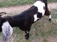 母山羊, Goats — 照片 4