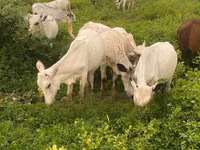 Cow, Cattle — photo 2