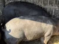Säue, Schweine — Foto 2