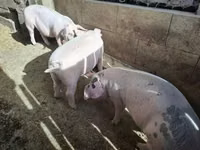 Cerdos (lote, sexo no especificado), Cerdos — foto 3