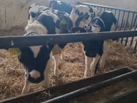 公牛, Russian Black pied cattle — 照片 3