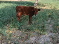 Cow, Cattle — photo 4