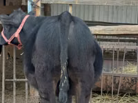 Toro, Aberdeen-Angus — foto 7