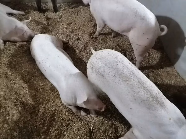 Pigs (batch, sex not specified),  — Ghana
