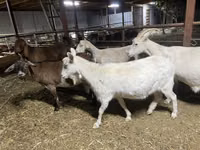 Ziege, Kamori goats — Foto 1