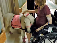 母马, Miniature horse — 照片 1