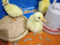 Geese — 照片 4
