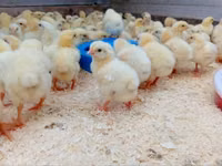 Chickens — foto 4