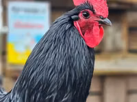 Australorp — photo 5