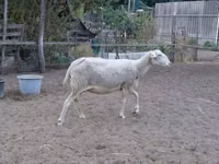 Sheep, Lacaune sheep — photo 5