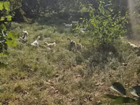 Geese — Foto 1