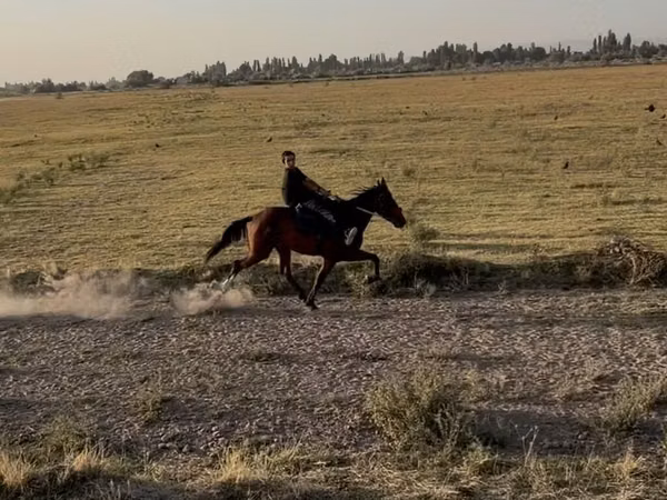 घोड़ी, French Trotter