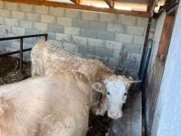 بقرة, Charolais cattle