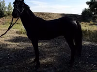 马匹（批次，未指定性别）, American shetland pony — 照片 5