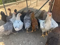 Ameraucana — photo 2