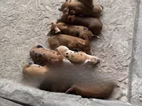 Schweine (Partie, Geschlecht nicht angegeben) — Foto 1