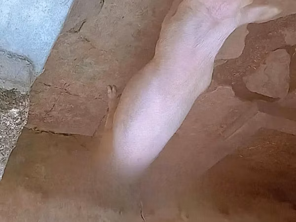 Pigs (batch, sex not specified), Pigs