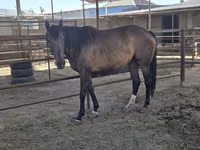 Mare, Thoroughbred horse — photo 2