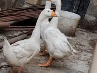 Geese — foto 1