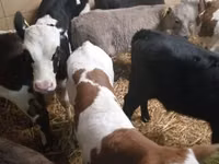 Cattle (batch, sex not specified), Simmental cattle — photo 2