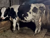 Kuh, Russian Black pied cattle — Foto 2