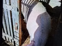 母猪, Pigs — 照片 1