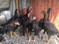 Chickens — 照片 1
