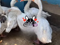 Geese — 照片 3