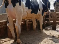 Cow, Holstein breed — photo 2