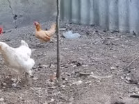 Chickens — photo 3
