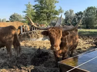 بقرة, Highland — الصورة 2
