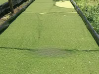 Fresh Azolla Mixed Duckweed Feed Only (Pigs, Ducks, Chicken, Fish Etc) — फ़ोटो 3