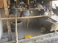 व्हाइट — फ़ोटो 1