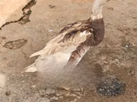 ساكسوني — الصورة 1