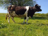 Bulle, Holstein-Rasse — Foto 1