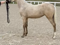 घोड़ी, Rocky Mountain Horse — फ़ोटो 2