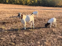 Ziegenbock, Boer goat — Foto 3