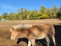Mare, Haflinger — photo 7