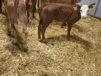 牛只（批次，未指定性别）, Simmental cattle — 照片 5