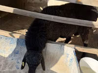 Carnero, Blackheaded Persian sheep — foto 6