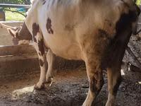 गाय, ऐरशायर — फ़ोटो 2