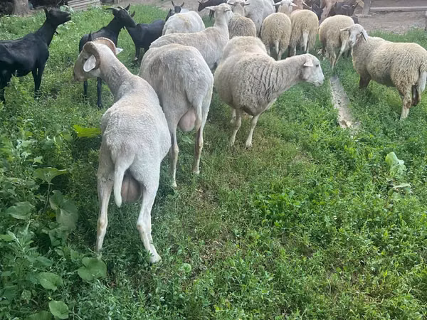 Ram, Assaf sheep