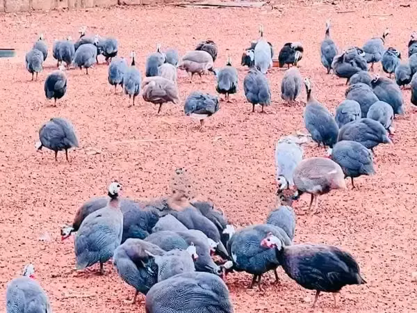 Guinea fowl — Ghana