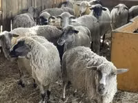 मेढ़ा, White Suffolk sheep — फ़ोटो 3
