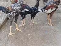 Chickens — photo 5