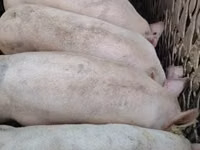 Schweine (Partie, Geschlecht nicht angegeben), Schweine — Foto 1