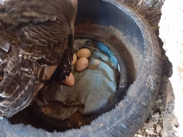 Turkeys