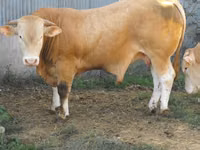 公牛, Blonde d’Aquitane cattle — 照片 5