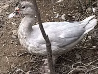 Ducks — photo 2